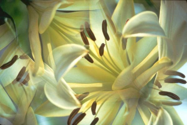 NY, Slingerlands Oriental lilies abstract